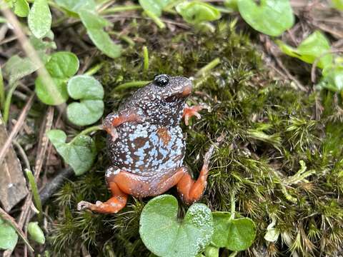 Image of Southern Toadlet