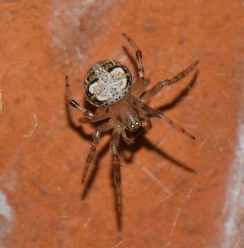 Image de Araneus pegnia (Walckenaer 1841)