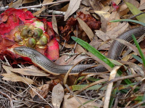 Image of Eastern Glass Lizard