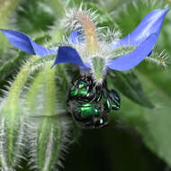 Image of Euglossa viridissima Friese 1899