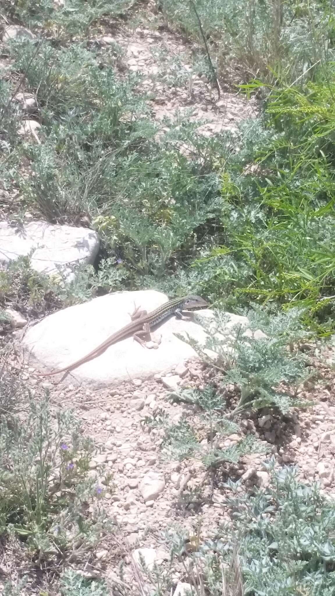 Image of Common Spotted Whiptail