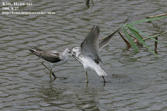 Image of Marsh Sandpiper