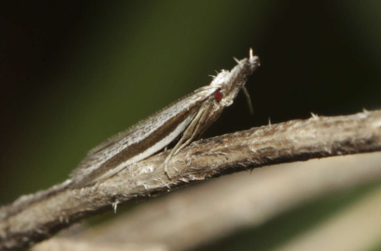 Sivun Pleurota ericella Duponchel 1838 kuva