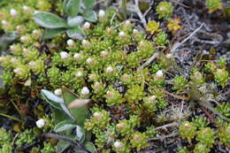 Image of Raoulia subsericea Hook. fil.