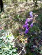 Image of <i>Lupinus caballoanus</i>