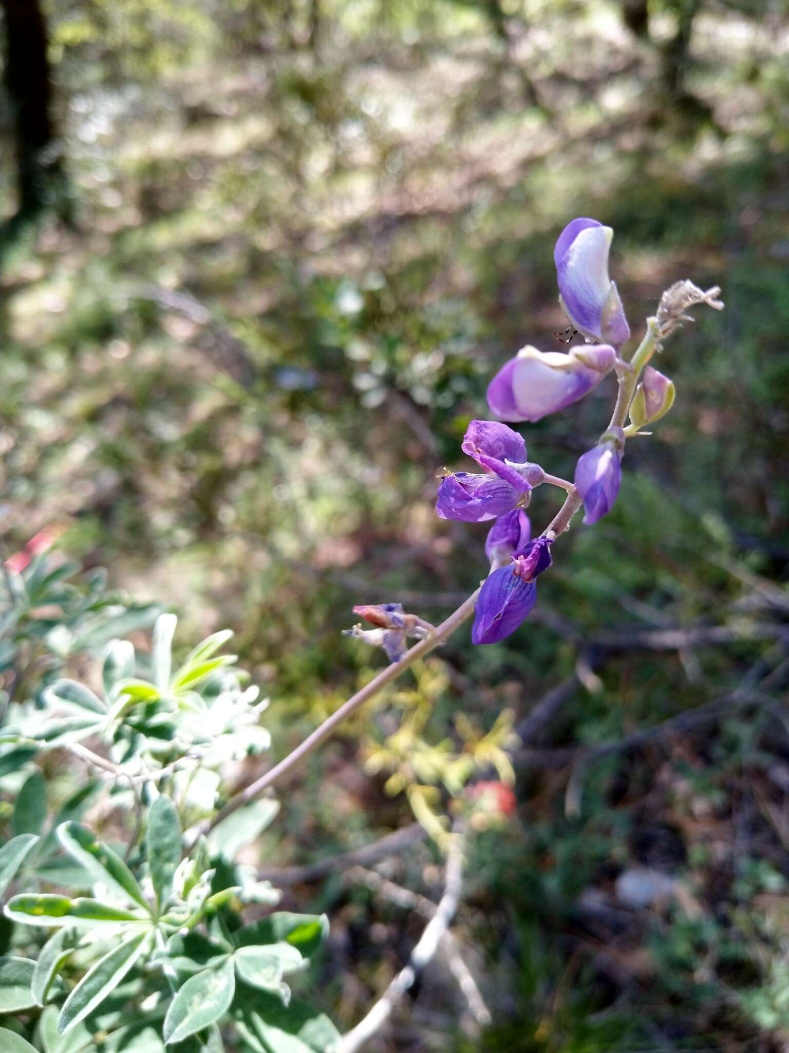 Image of <i>Lupinus caballoanus</i>