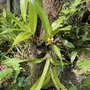 Image of Maxillaria maleolens Schltr.