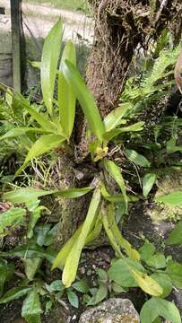 Image of Maxillaria maleolens Schltr.