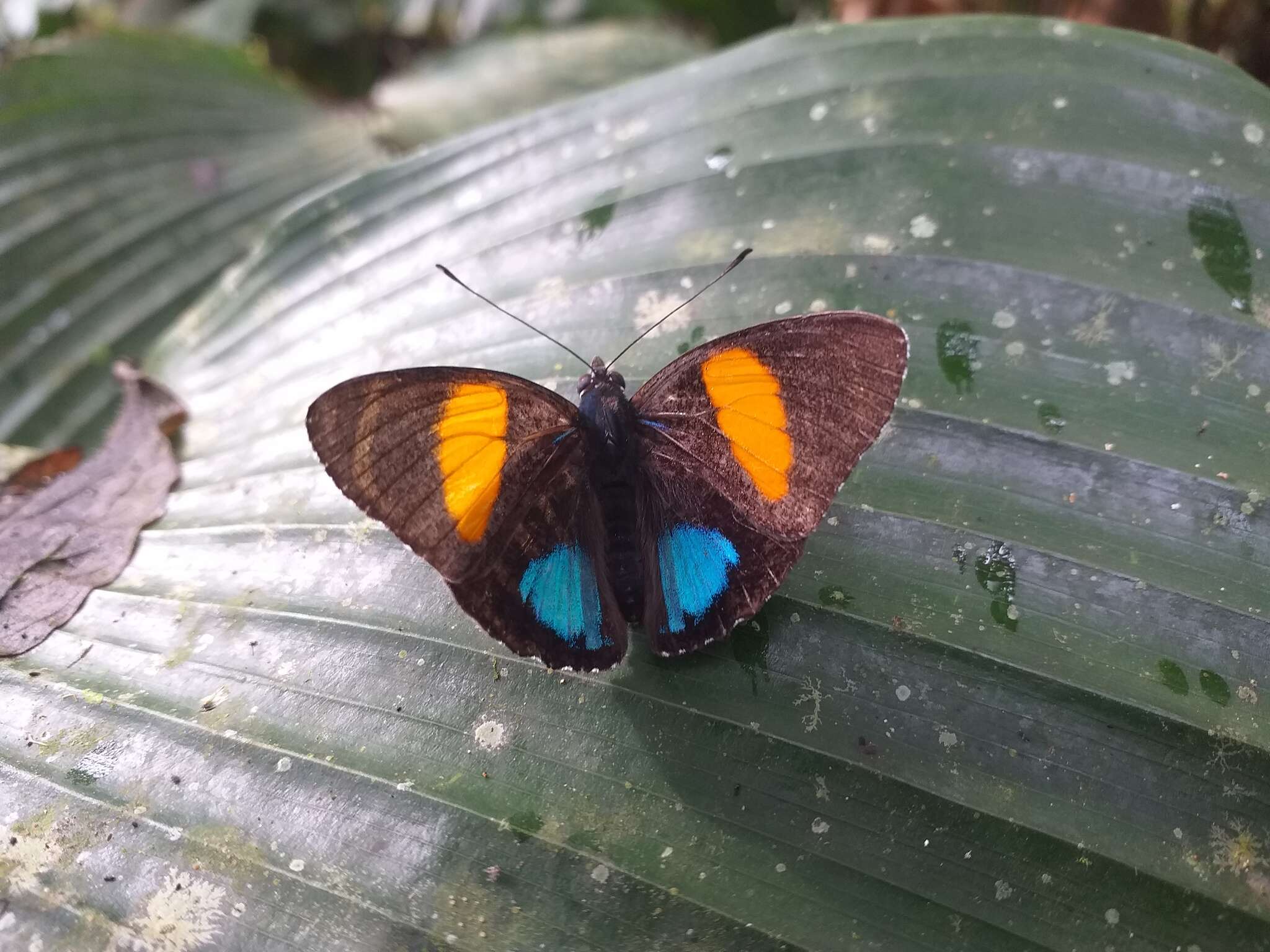 Image of Yellow-banded Eighty-eight