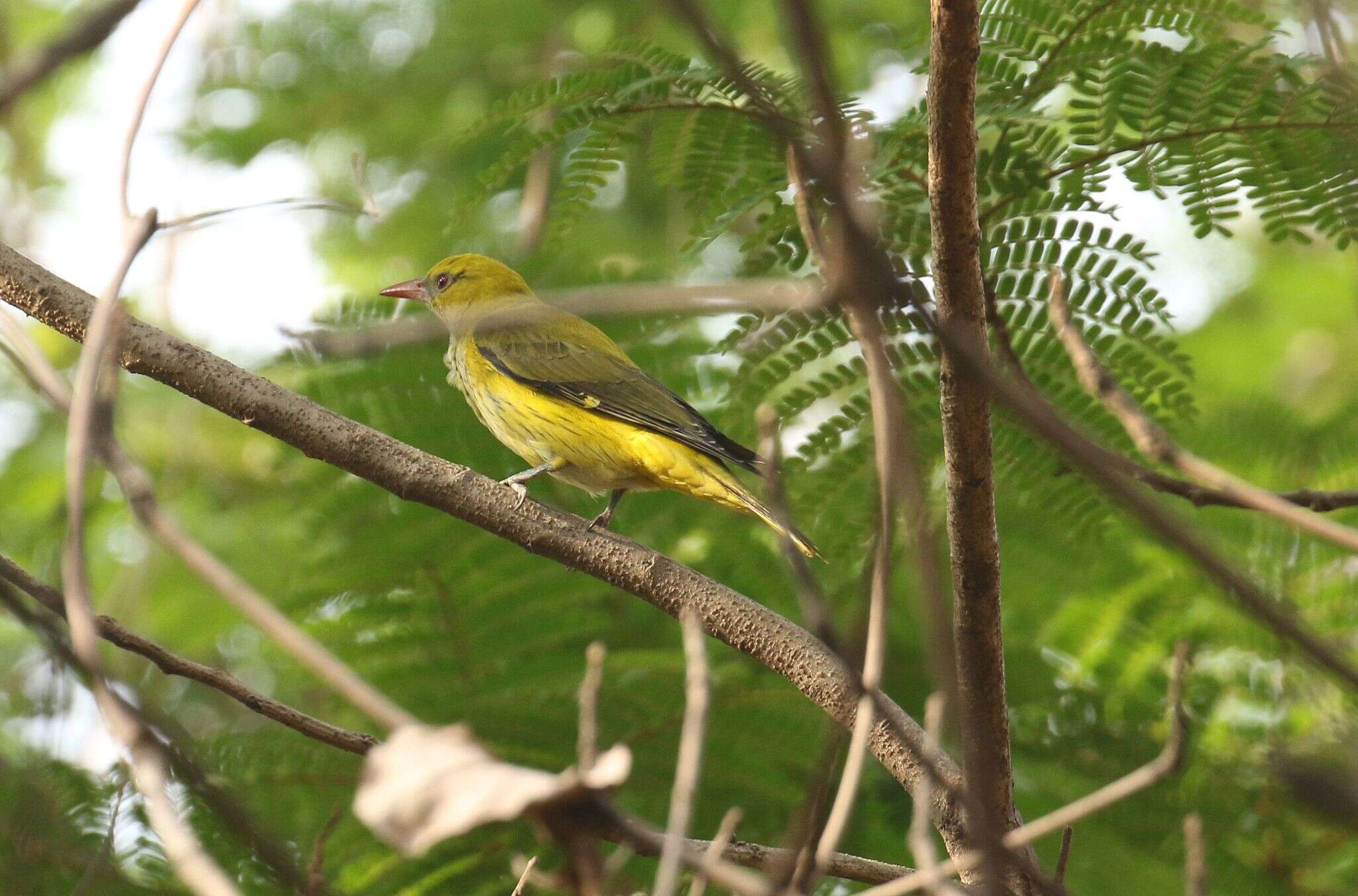Image of Indian Golden Oriole