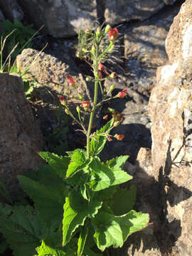 Imagem de Scrophularia californica Cham. & Schltdl.