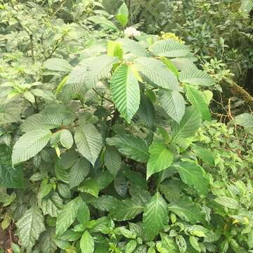 Image of Begonia cooperi C. DC.