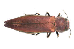 Image of Metallic wood-boring beetle