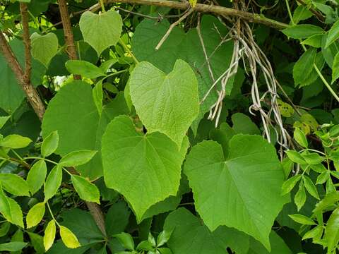 Imagem de Vitis cinerea var. floridana Munson