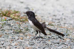 Plancia ëd Rhipidura leucophrys leucophrys (Latham 1801)