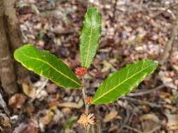 Image of Physena sessiliflora Tul.