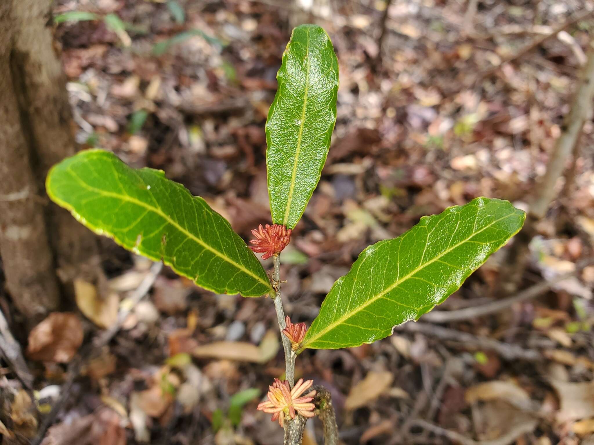 Image of Physena sessiliflora Tul.