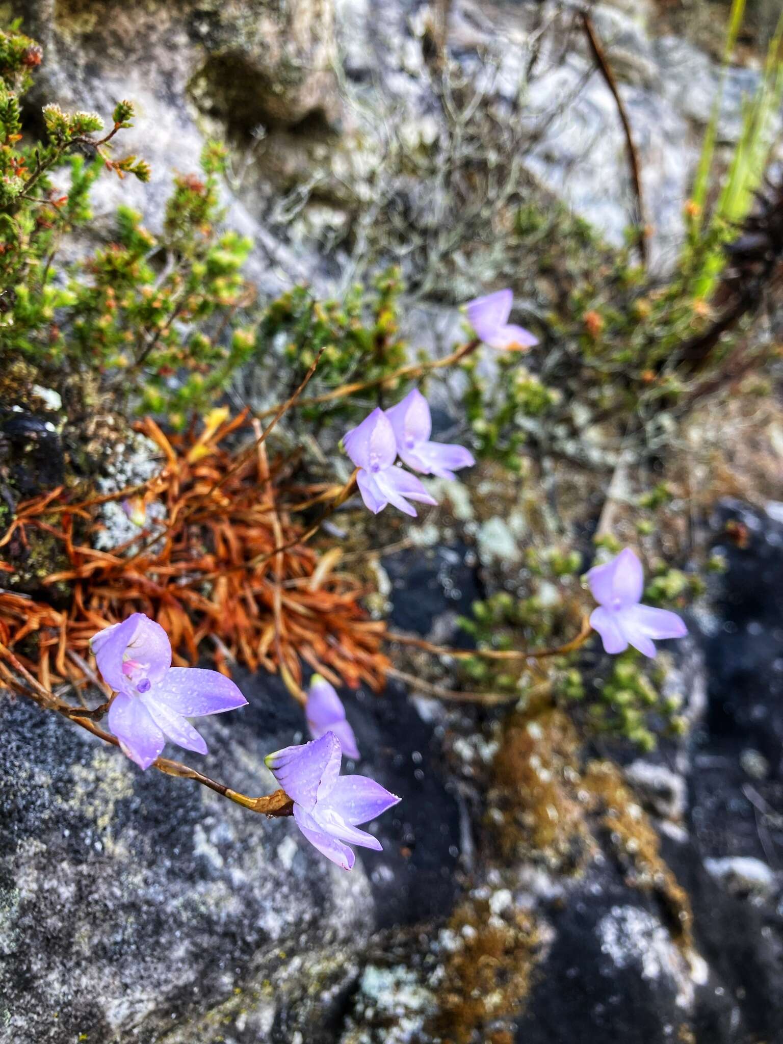 Image de Disa maculata L. fil.