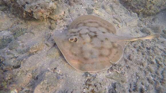 Image of Bullseye Round Stingray