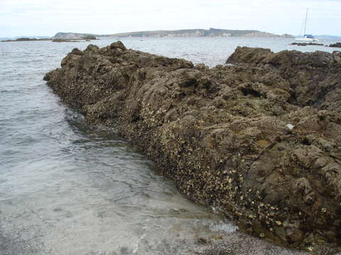 Image of Sydney rock oyster