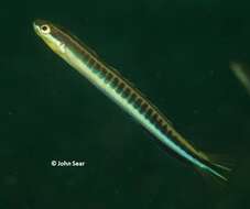 Image de Mimic blenny