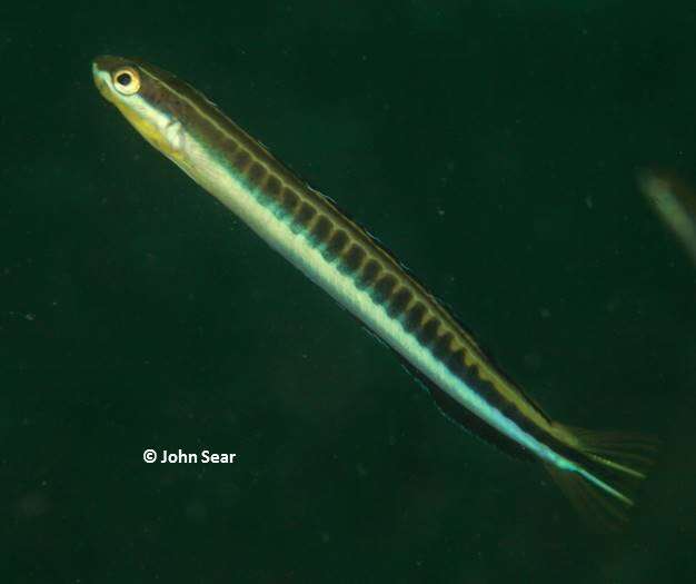 Image de Mimic blenny