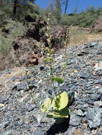Слика од Streptanthus drepanoides Kruckeb. & J. L. Morrison
