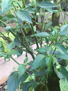 صورة Capsicum annuum var. glabriusculum (Dun.) Heiser & Pickersgill