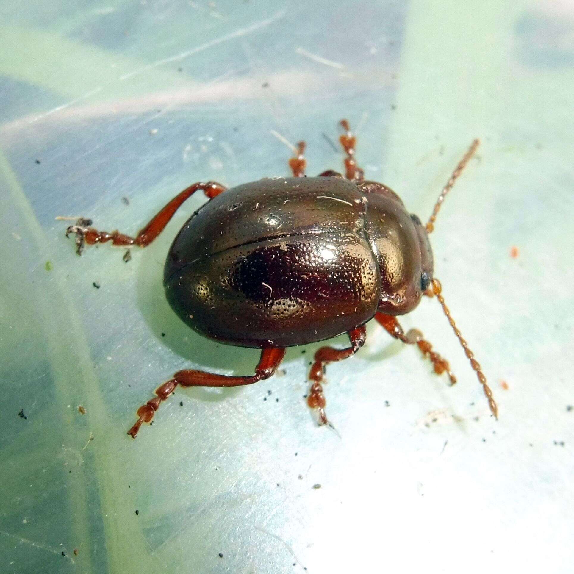 Image of Brown mint leaf beetle