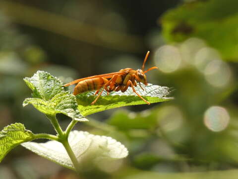 Image of Polistes carnifex boliviensis Bequard 1936