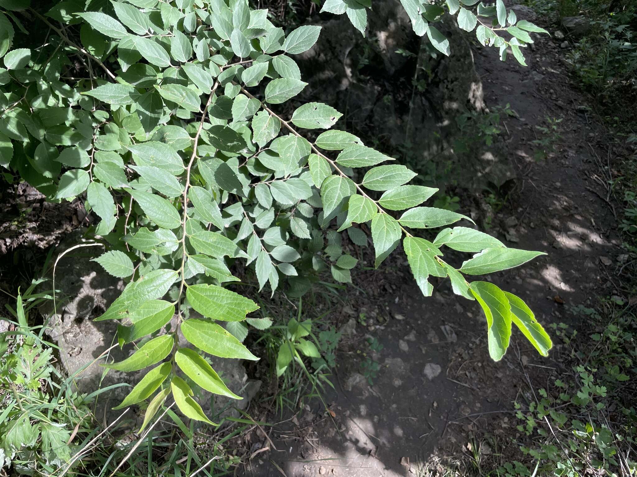 Image of Bunge's hackberry