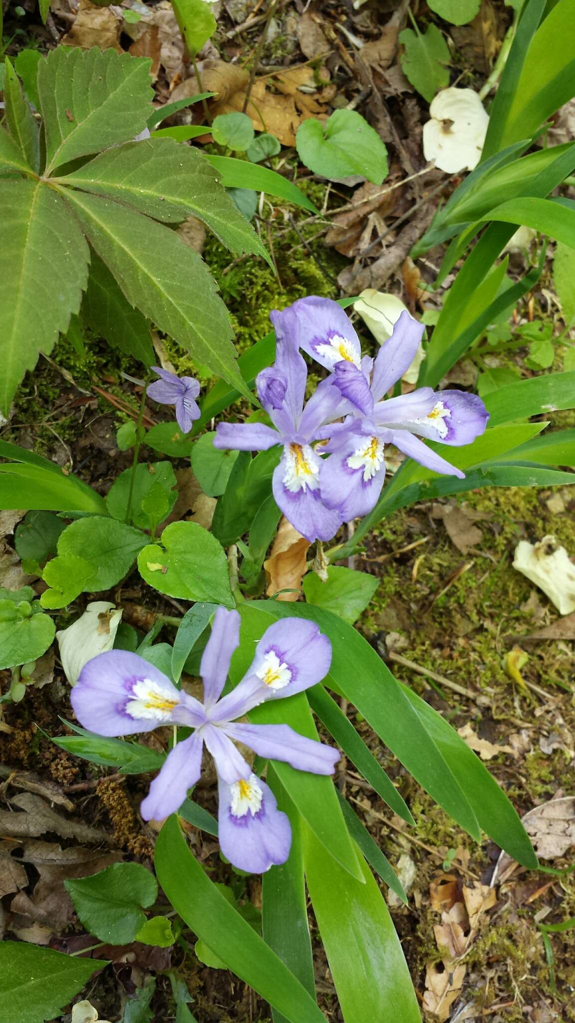 Image of crested iris