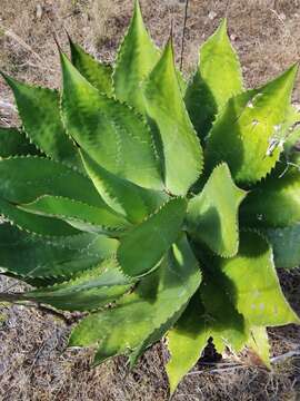 Image of Agave bovicornuta Gentry