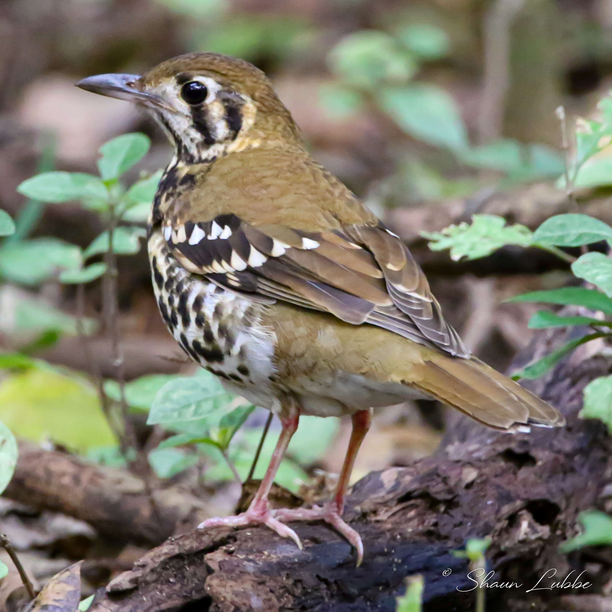 Image of Spotted Ground Thrush