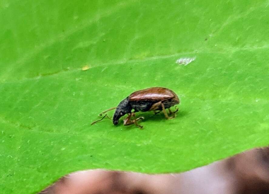 Plancia ëd Phyllobius (Nemoicus) oblongus (Linnaeus 1758)