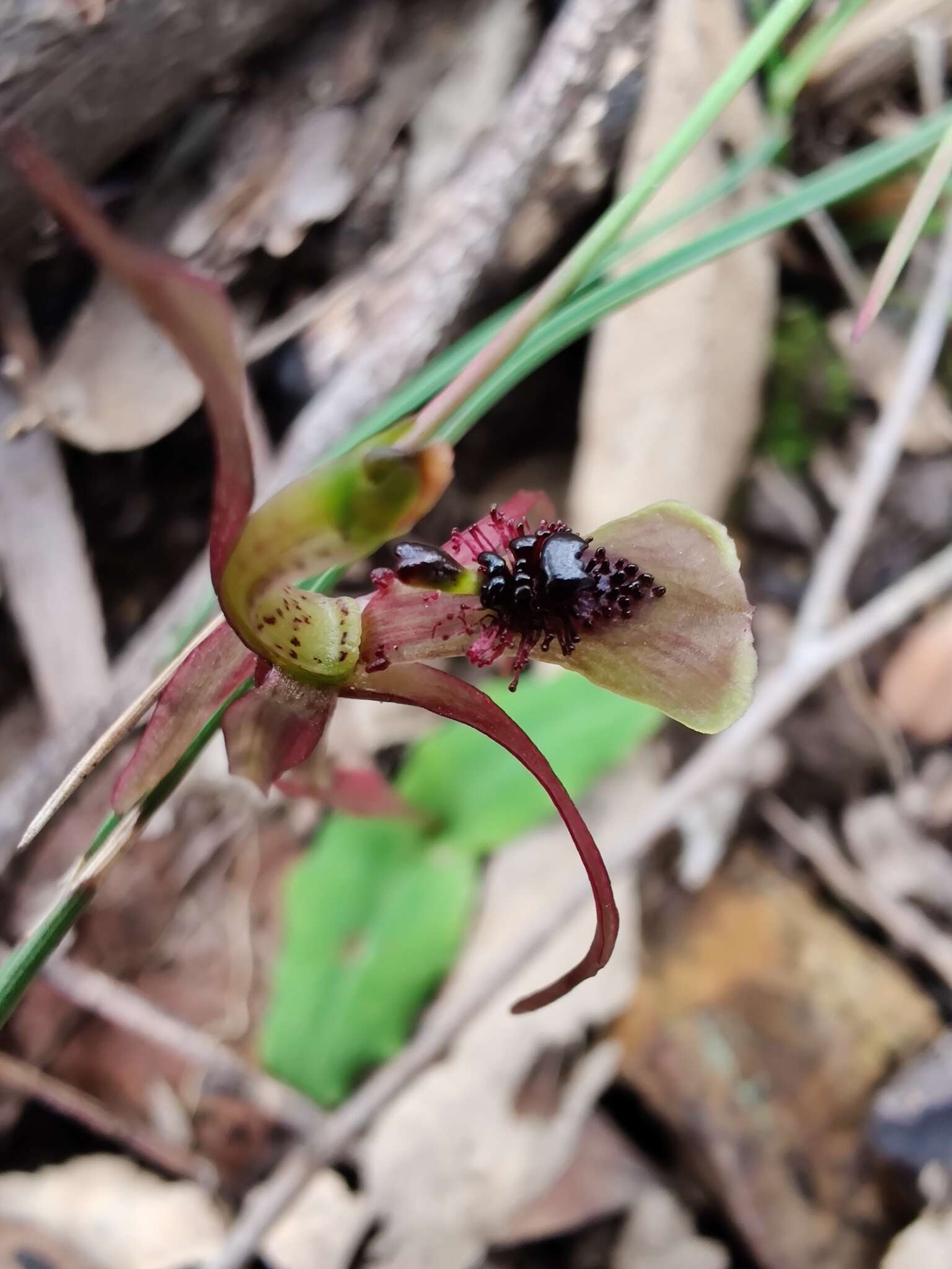 Imagem de Chiloglottis seminuda D. L. Jones