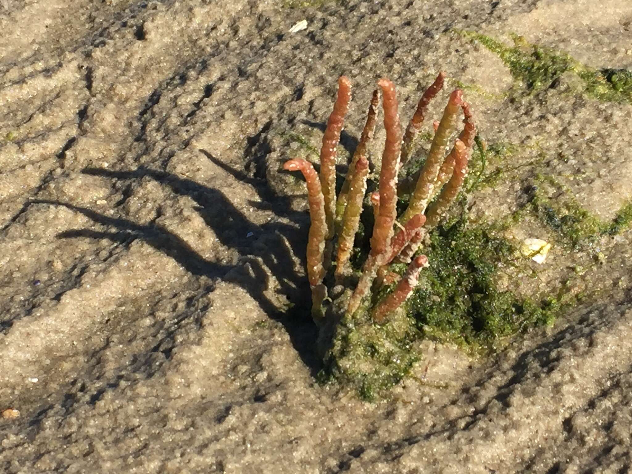 Image of glasswort