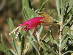 Eremophila latrobei subsp. latrobei的圖片