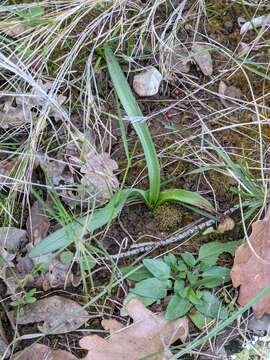 صورة Colchicum longifolium Castagne