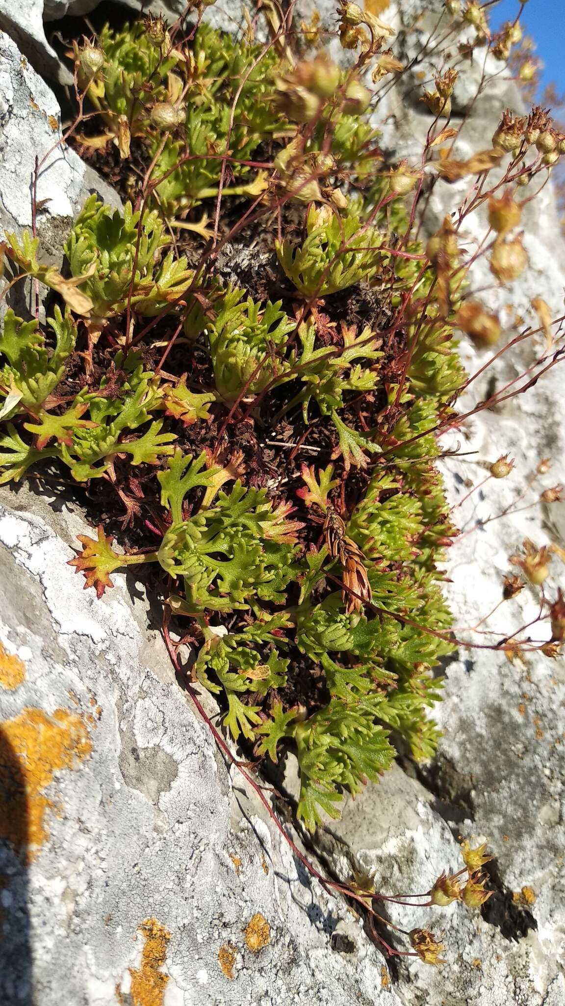 Sivun Saxifraga canaliculata Boiss. & Reuter ex Engler kuva