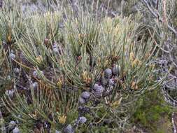 صورة Allocasuarina crassa L. A. S. Johnson