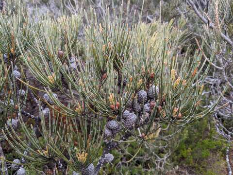 صورة Allocasuarina crassa L. A. S. Johnson