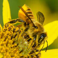 Image of Megachile fortis Cresson 1872