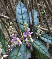 Image of Polygala arcuata Hayata