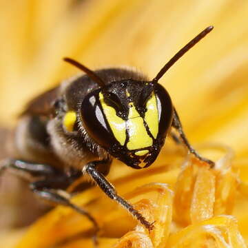 Imagem de Hylaeus alcyoneus (Erichson 1842)