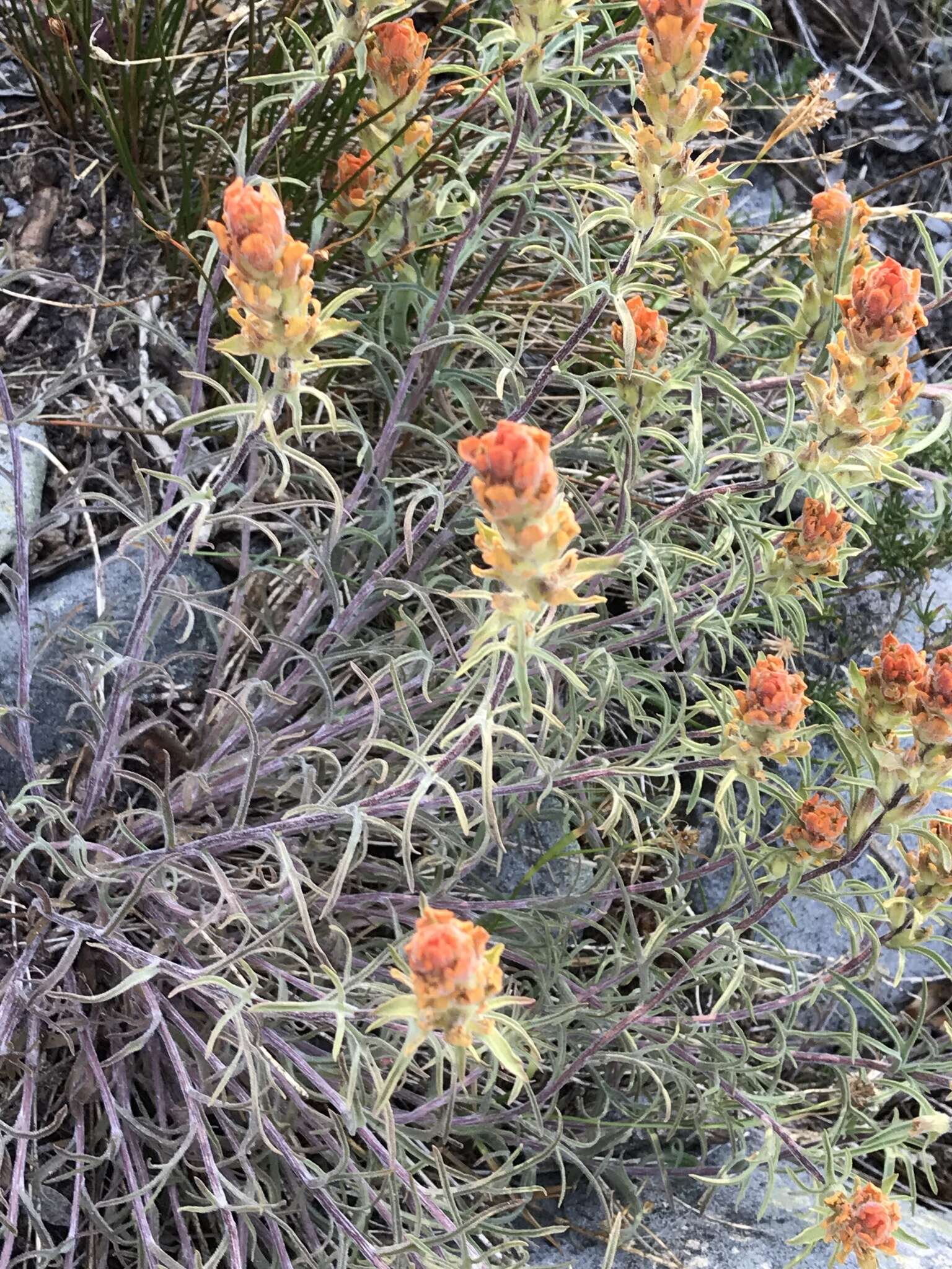 Image of cobwebby Indian paintbrush