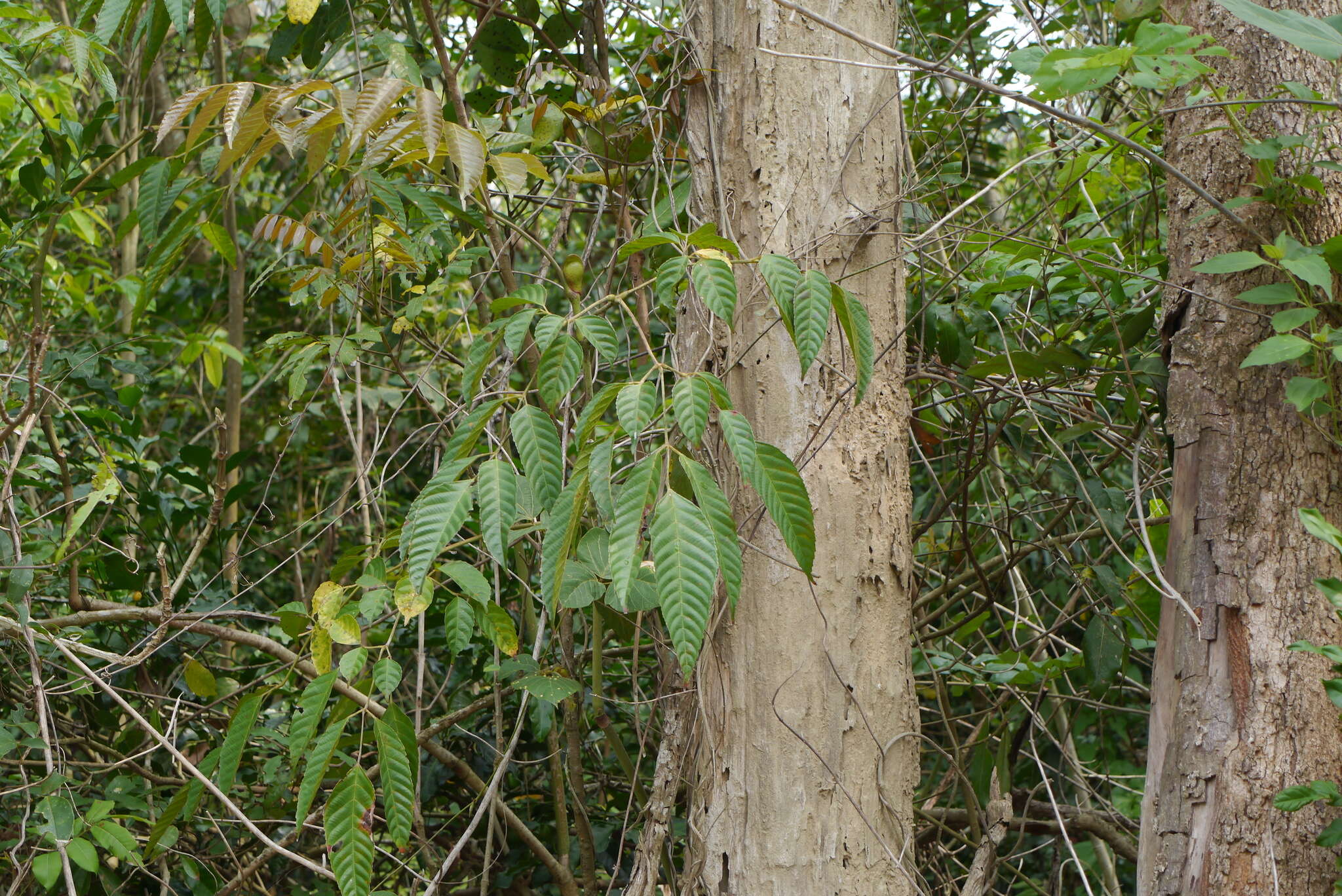 Leea guineensis G. Don resmi