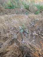 Imagem de Limonium brevipetiolatum R. Artelari & M. Erben