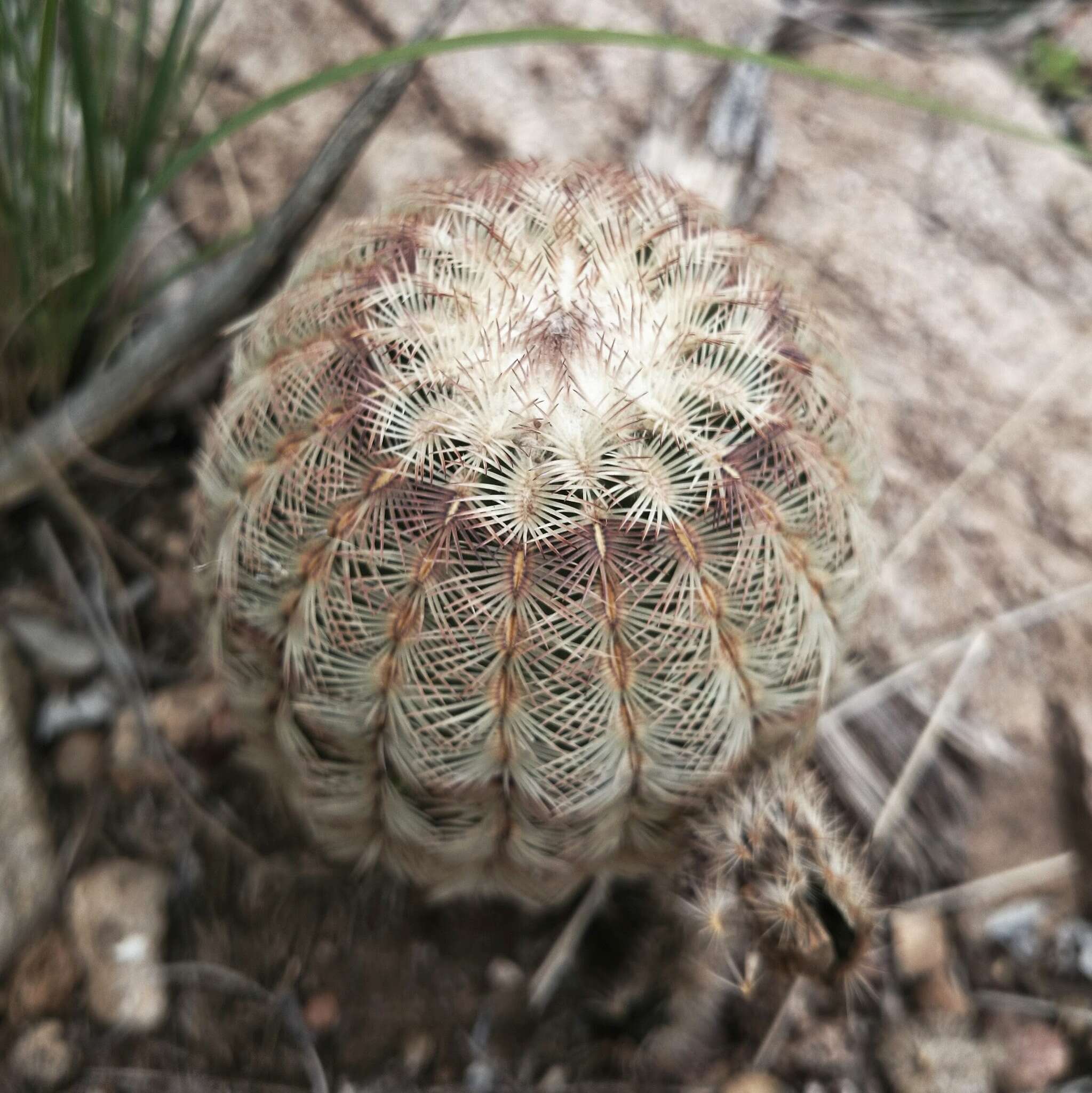 Image of Echinocereus reichenbachii var. reichenbachii