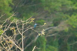 Plancia ëd Chloroceryle amazona (Latham 1790)